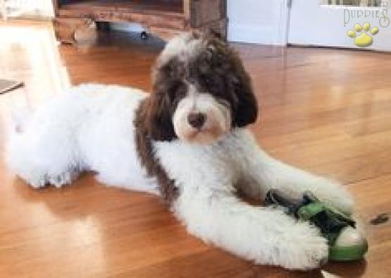 Example of a chocolate Parti Sheepadoodle