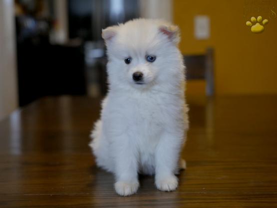 dandy-pomsky-puppy-for-sale-ohio