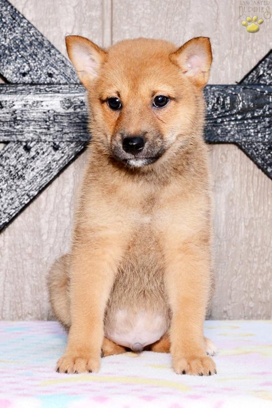 Macy Shiba Inu Puppy For Sale In Ephrata Pa Lancaster