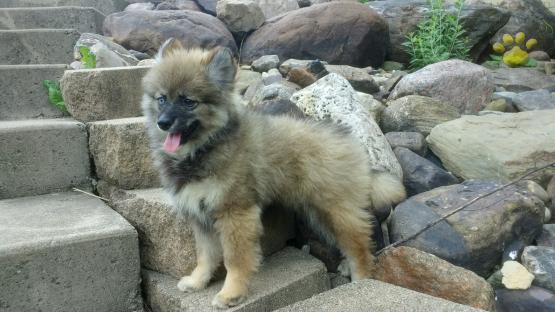 goosey-pomsky-puppy-for-sale-ohio