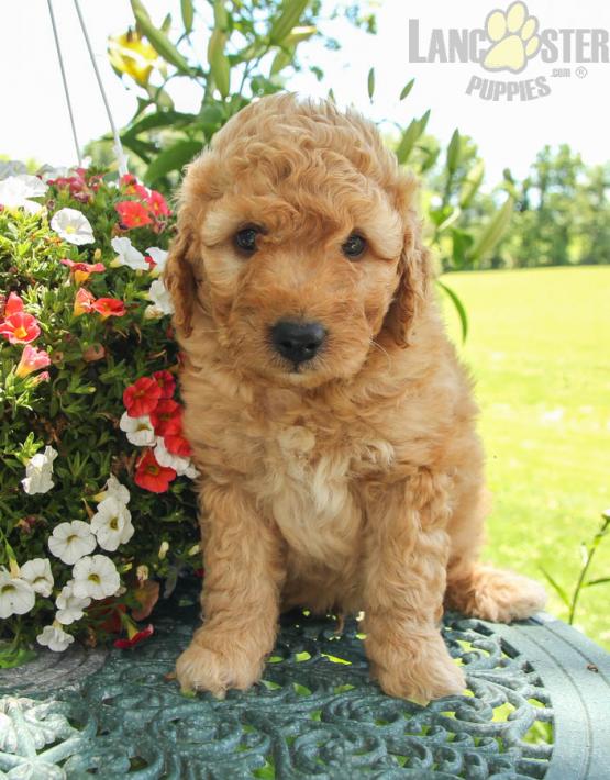 40 Top Images Labradoodle Puppies Millersburg Ohio / Duke F1b Mini Labradoodle Puppy For Sale In Ohio