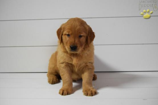 Baxter Golden Retriever Puppy For Sale In Mt Eaton Oh Happy Valentines Day Happyvalentinesday2016i