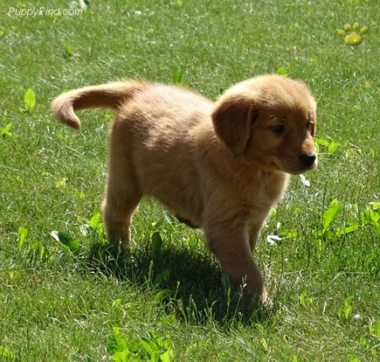 Marcy Golden Retriever Puppy For Sale In Hagerstown In Happy Valentines Day Happyvalentinesday2016i