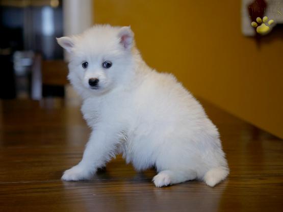 marshmallow-pomsky-puppy-for-sale-ohio