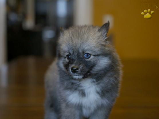 nougat-pomsky-puppy-for-sale-ohio