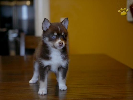 primrose-pomsky-puppy-for-sale-ohio