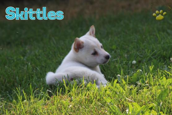 Skittles Shiba Inu Puppy For Sale In Bernville Pa Happy