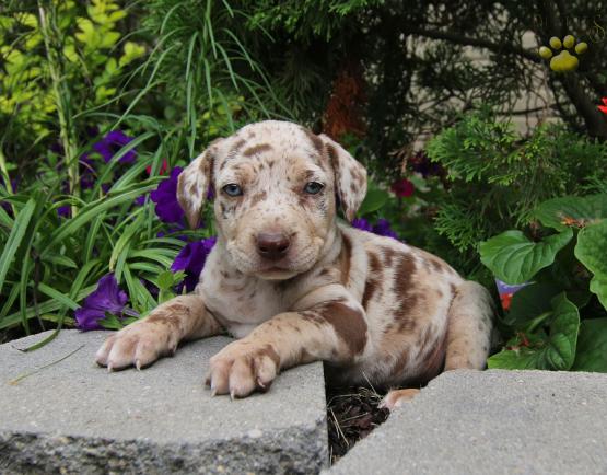catahoula puppies for sale