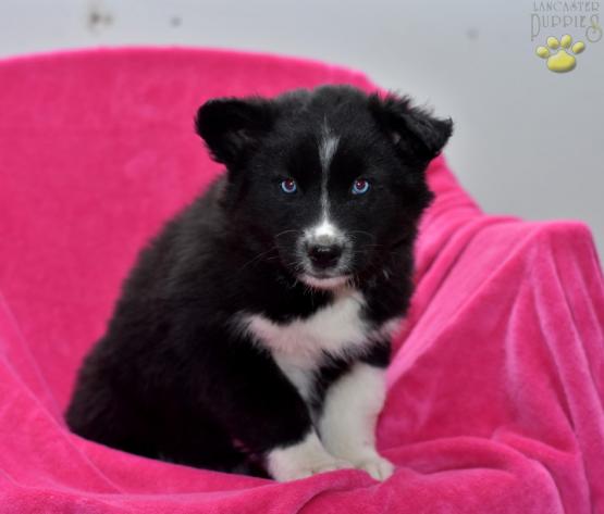 Daisy Border Collie Husky Puppy For Sale In Fredericksburg Oh Happy Valentines Day Happyvalentinesday16i