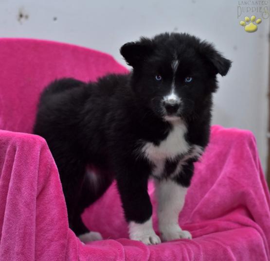 border collie husky puppies for sale