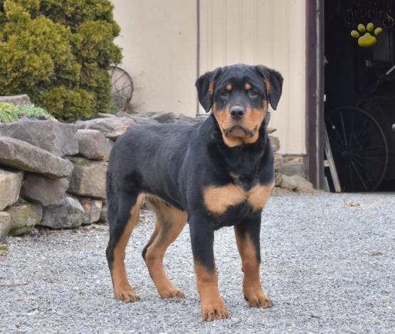 Dager Rottweiler Puppy For Sale In Sugarcreek Oh Happy Valentines Day Happyvalentinesday2016i