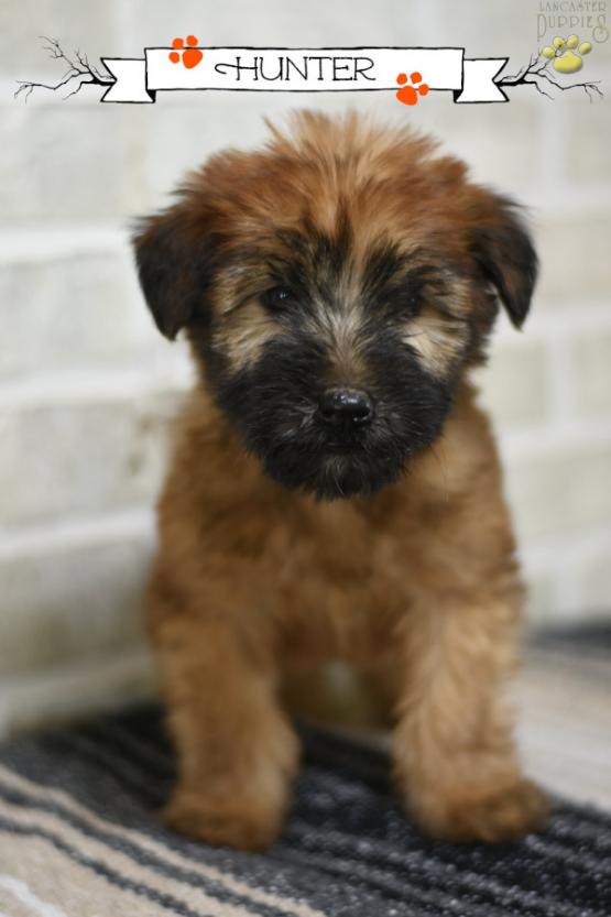 wheaten terrier puppy price