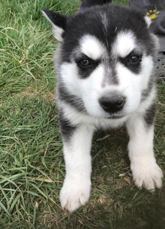 Droll Siberian Husky Puppies For Sale In Michigan
