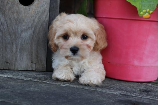 Ruby Cavachon Puppy For Sale In Millersburg Oh Happy Valentines Day Happyvalentinesday2016i