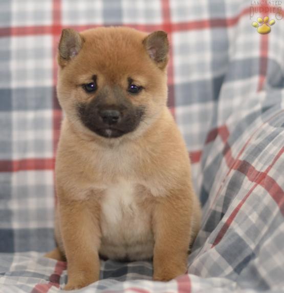 Midnight Shiba Inu Puppy For Sale In Sugarcreek Oh Happy