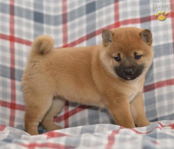 Puppyfindercom View Ad Photo 4 Of Listing Shiba Inu