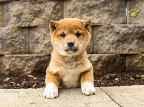 Kimberly Shiba Inu Puppy For Sale In Elizabethville Pa