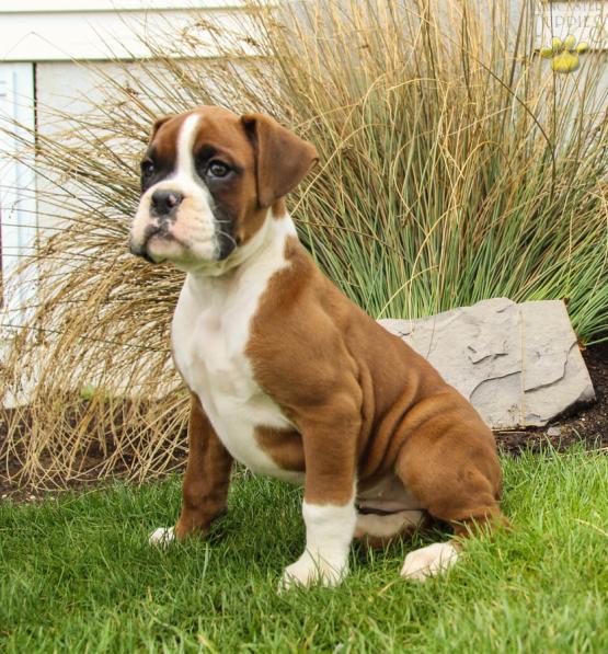 Boxer Puppies Pa Sunny Boxer Puppy For Sale In
