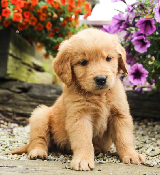 David Golden Retriever Puppy For Sale In Coburn Pa Lancaster