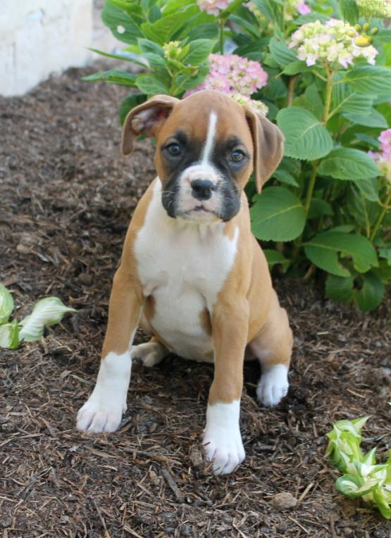 Boxer Puppies Pa Boxer Puppies For Sale Near Me Boxer