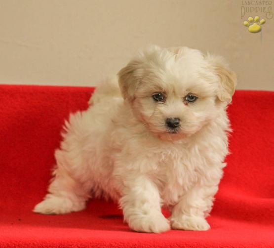 Ace Teddy Bear Puppy For Sale In Lititz Pa Happy Valentines Day Happyvalentinesday2016i