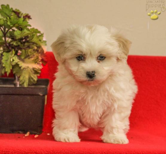 Ace Teddy Bear Puppy For Sale In Lititz Pa Happy Valentines Day Happyvalentinesday2016i