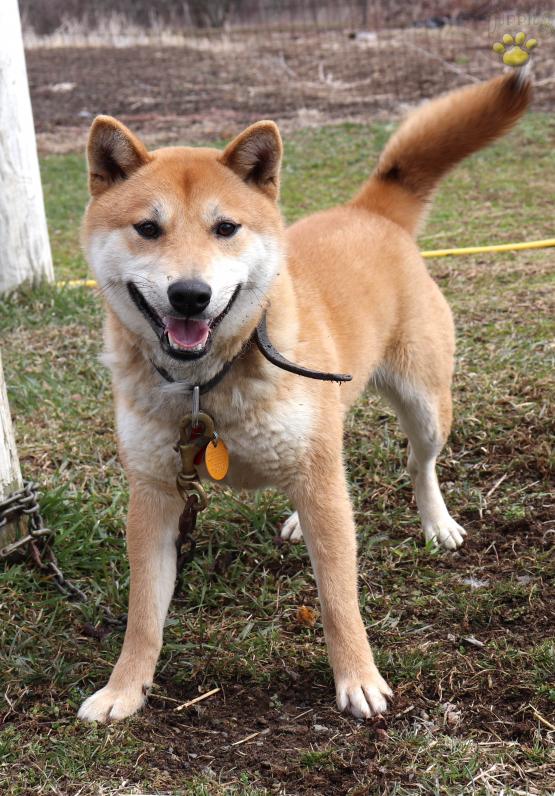 Lee Shiba Inu Puppy For Sale In Mcclure Pa Happy Valentines