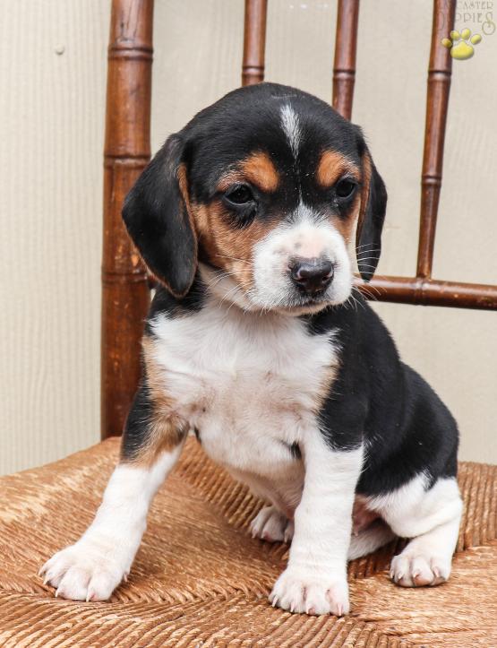 beagle and jack russell mix puppies for sale
