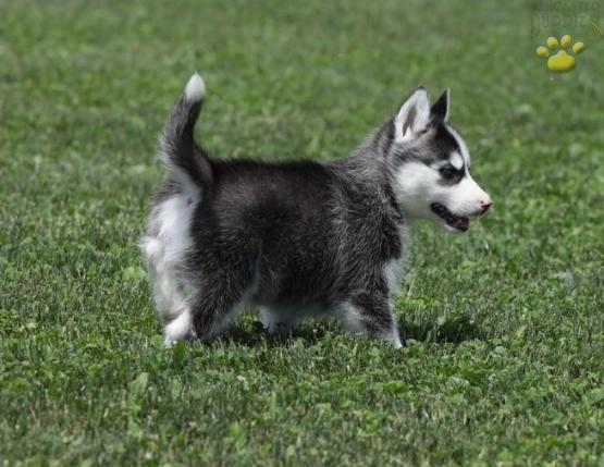 Beautiful Siberian Husky Puppy Siberian Husky Puppy For Sale In Fayetteville Ar Happy Valentines Day Happyvalentinesday2016i