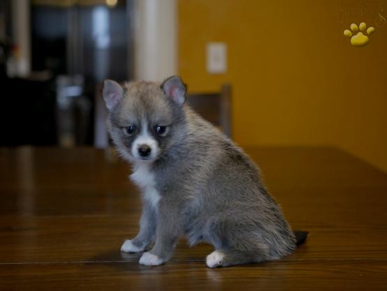silver-pomsky-puppy-for-sale-ohio