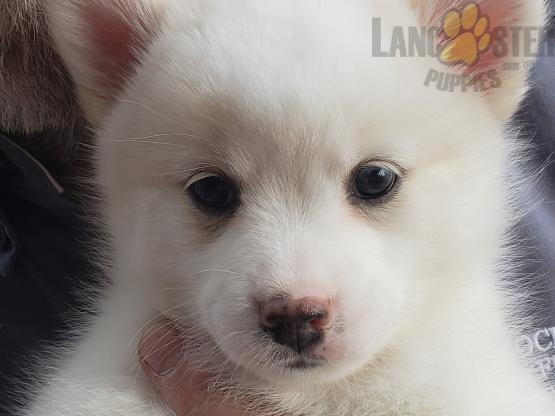 Female Pomsky Puppy with one brown eye and one blue and brown eye