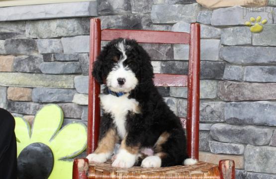 Bernedoodle Puppy out of Snickers