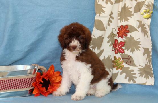 Standard Poodle Puppy out of Snickers