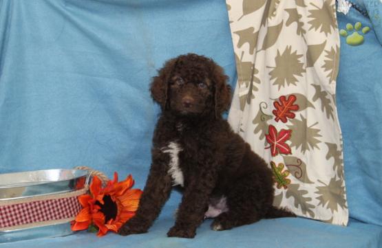 Standard Poodle Puppy out of Snickers
