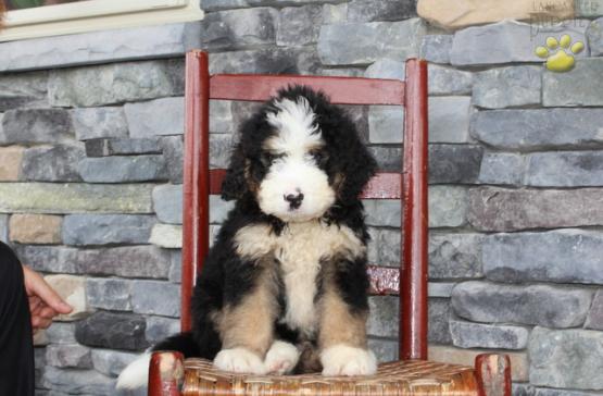Bernedoodle Puppy out of Snickers
