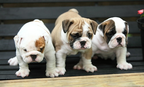 Three brown and white English Bulldog Puppies
