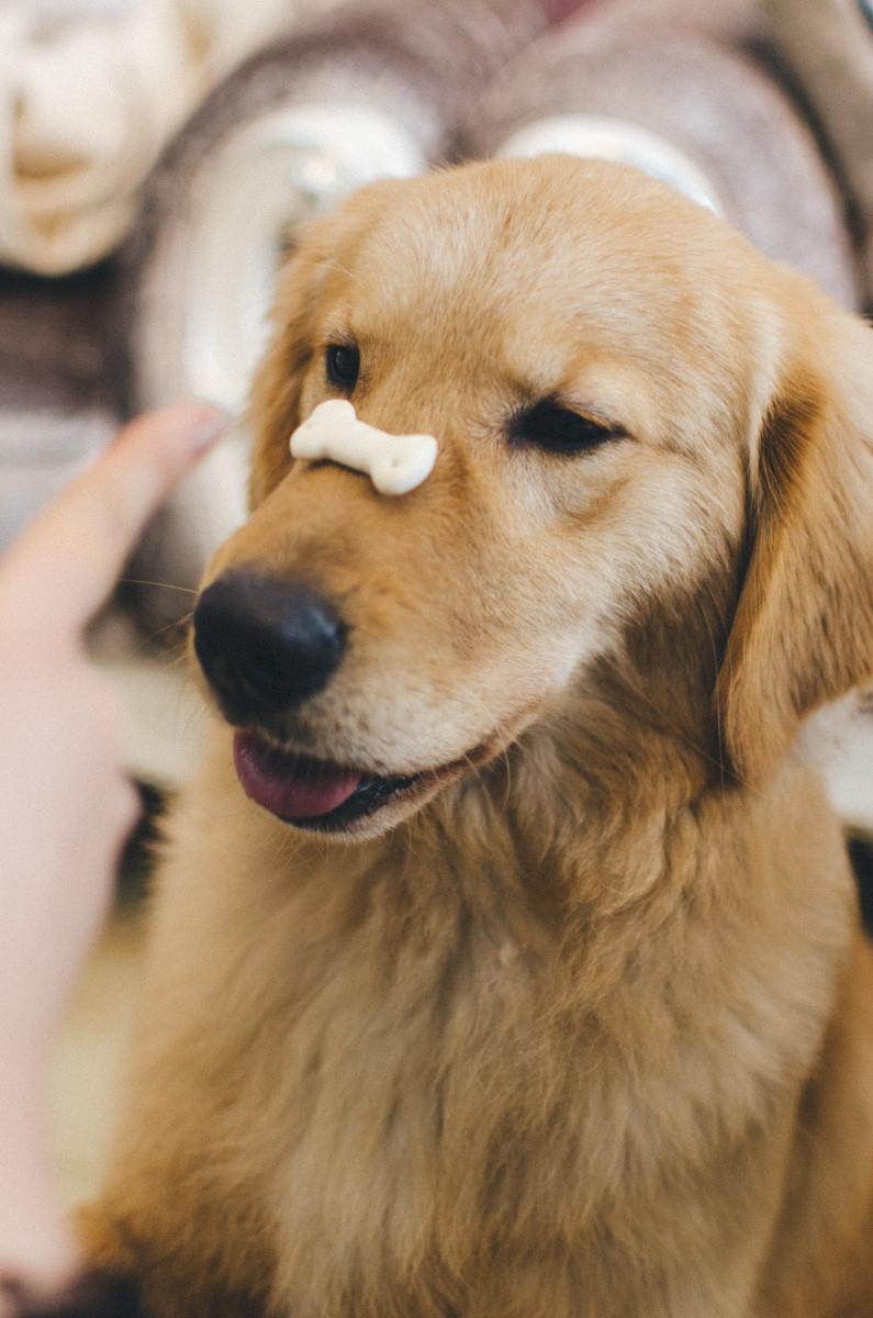 Dog trained with cookie on nose